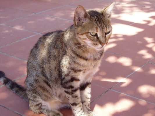 Klicken f�r Bild in voller Gr�sse