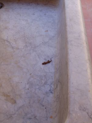 Klicken f�r Bild in voller Gr�sse