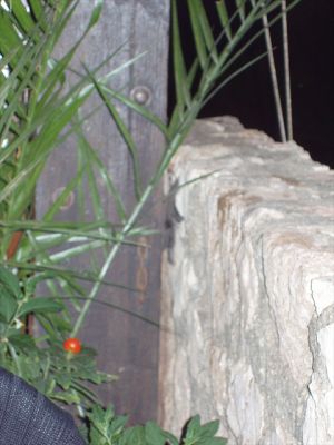 Klicken f�r Bild in voller Gr�sse